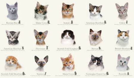 Cat Breeds Panel Cream