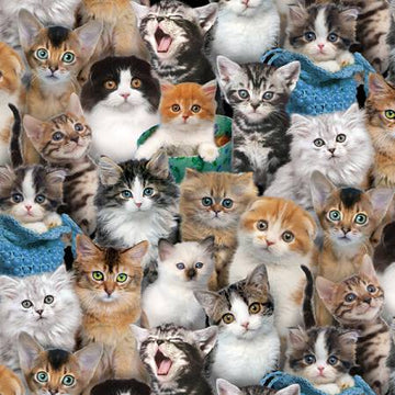 Multi Packed Kittens Fabric 1\2 yard
